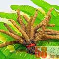 忻州市回收冬虫夏草-大小2条3根4个5只1克重量