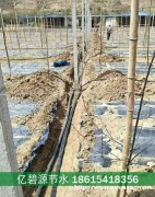 单县苗木培育滴灌设施多少钱一亩