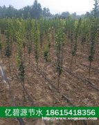 单县苗木培育滴灌设施多少钱一亩