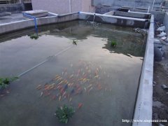 深圳私家鱼池过滤净化系统