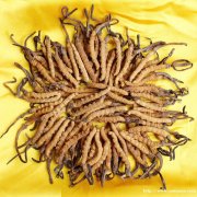 郑州市回收冬虫夏草-包括近期-生虫-发黑-混瘪-杂碎-断条草