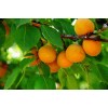 杏树出售 3公分--12公分杏树基地