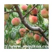 桃树出售5--8公分桃树占地桃树量大