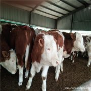 西门塔尔牛养殖场山东晨旭牧业出售肉牛西门塔尔牛犊