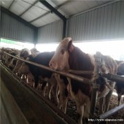 西门塔尔牛养殖场山东晨旭牧业出售肉牛西门塔尔牛犊
