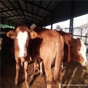 买鲁西黄牛到厂家山东晨旭牧业报价改良黄牛小牛犊价格