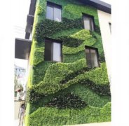 佛山绿化植物墙