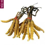 北京市回收冬虫夏草 发黑 长毛 生虫 杂断草价格